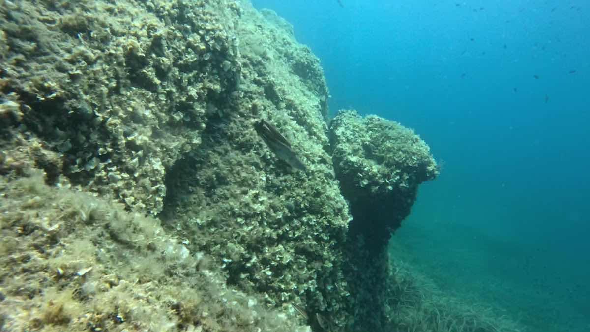 DIVING CENTER MEDITERRANEO - SUB photo 3