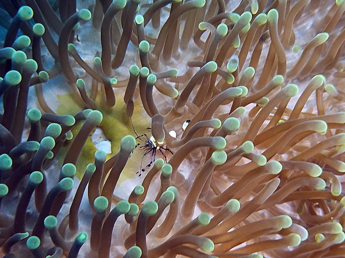 SCUBA LIFE in CEBU photo 4