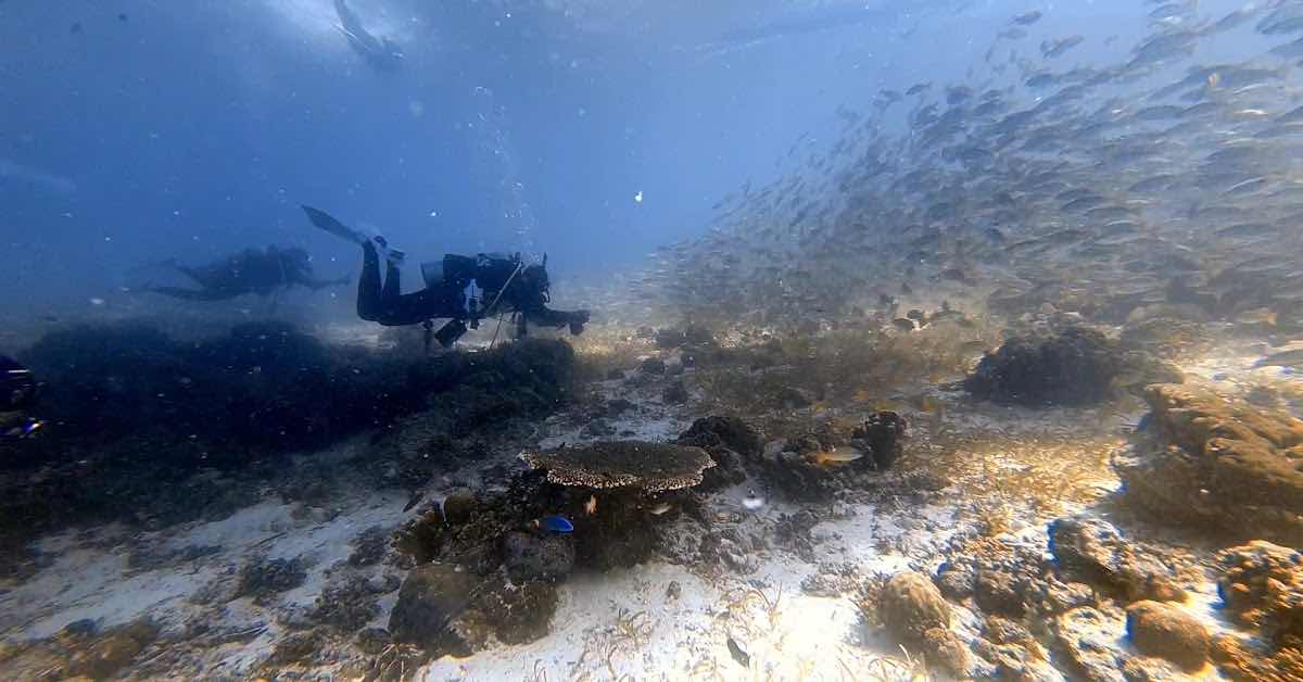 SCUBA LIFE in CEBU photo 7