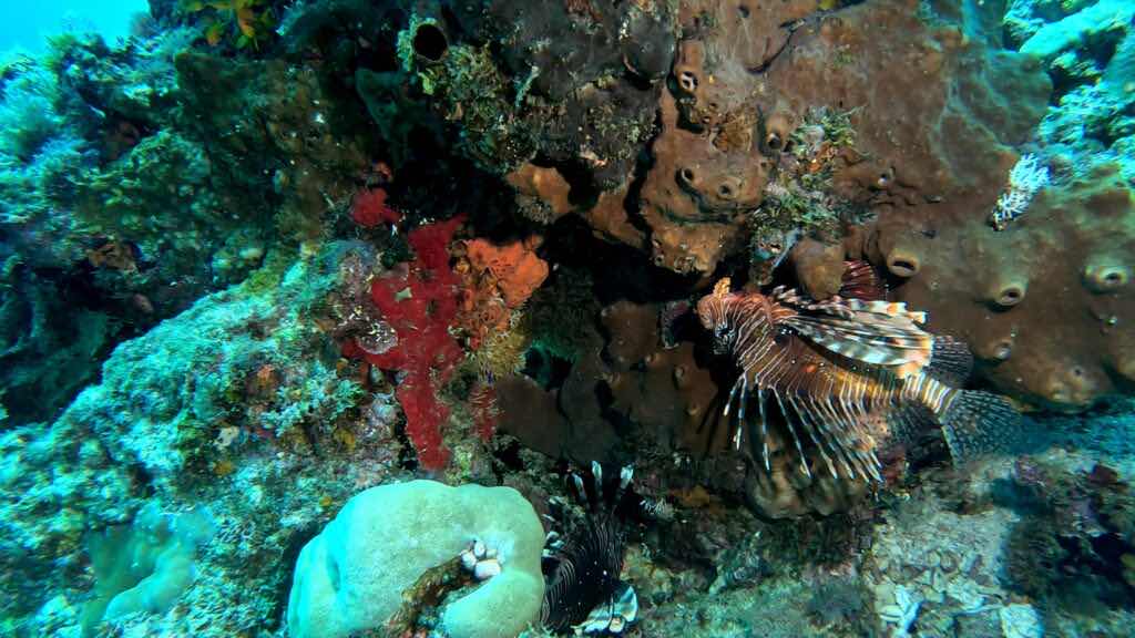 Pemba Dive Center photo 5