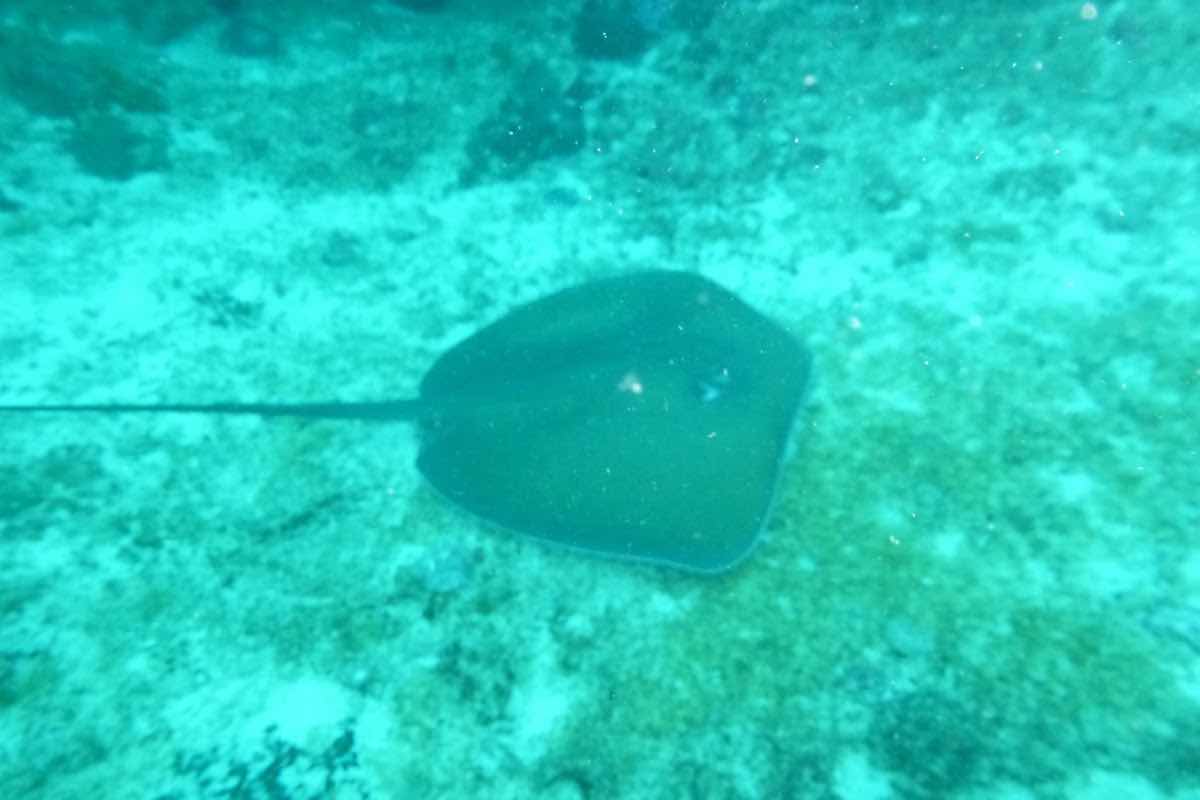 Barra Reef Divers photo 4