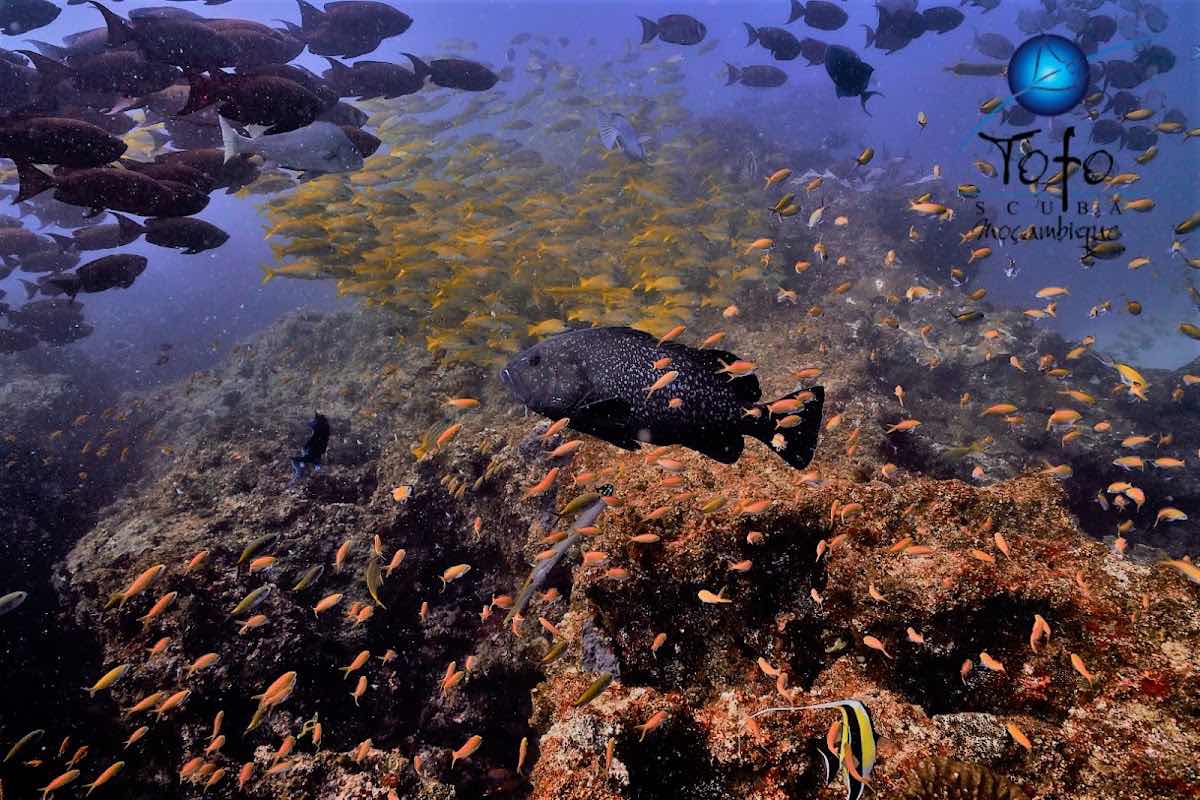 Tofo Scuba photo 9