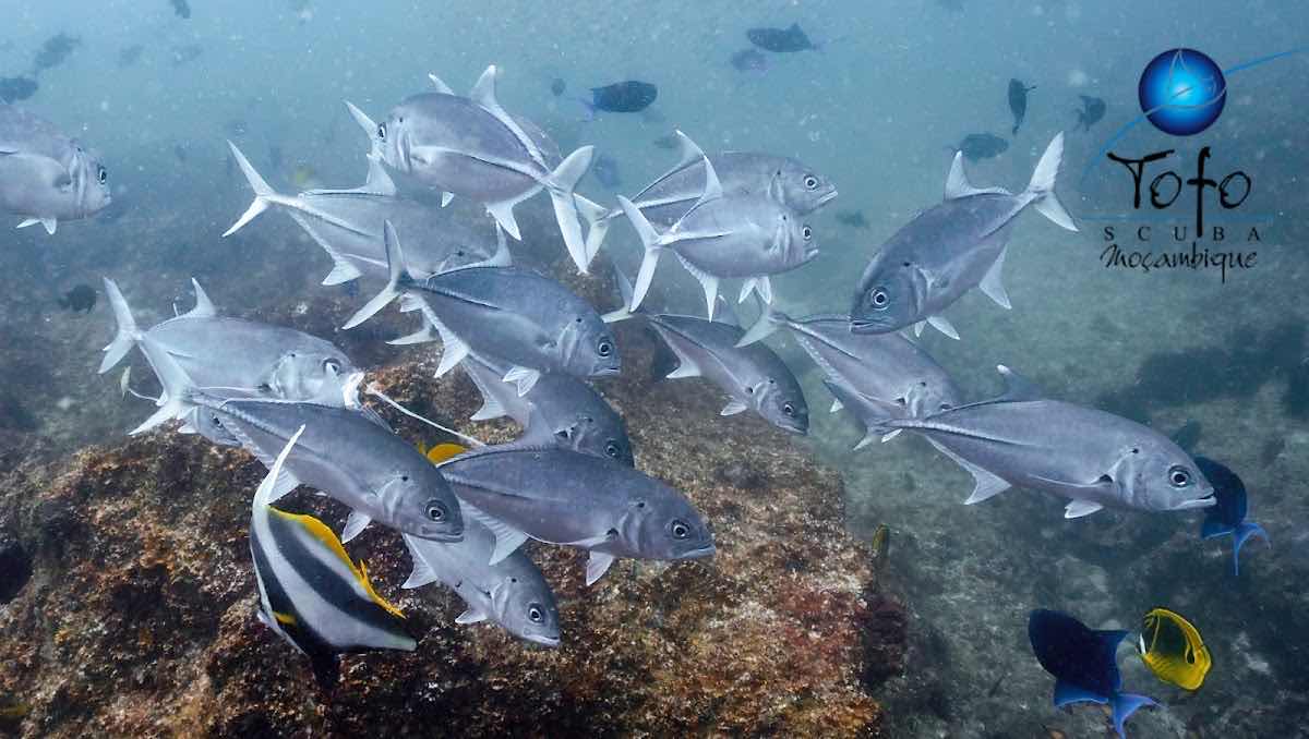 Tofo Scuba photo 10