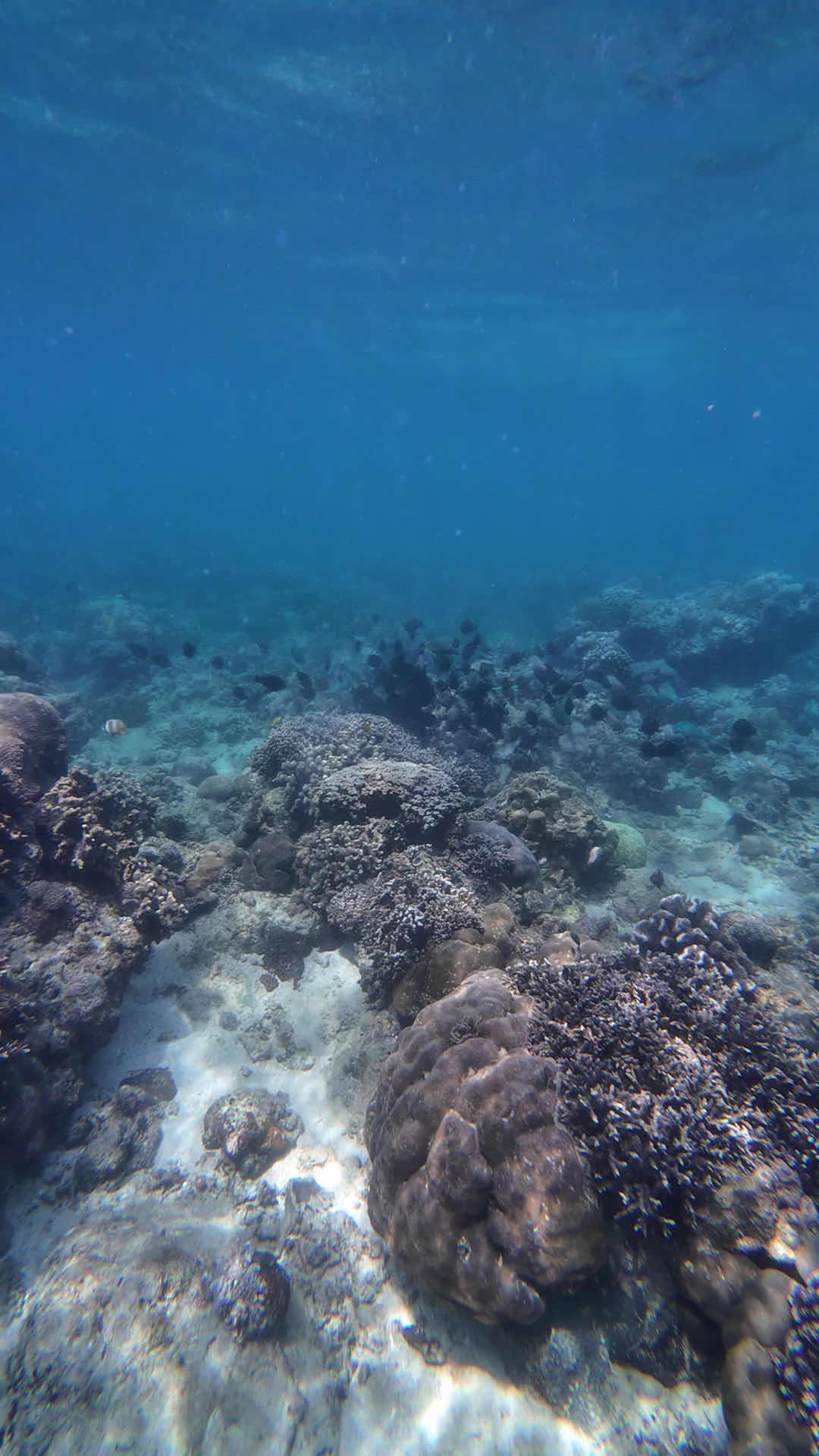 𝐓𝐢𝐧𝐚’𝐬 𝐑𝐞𝐞𝐟 𝐃𝐢𝐯𝐞𝐫𝐬 𝐚𝐧𝐝 𝐒𝐮𝐩𝐞𝐫 𝐃𝐢𝐯𝐢𝐧𝐠 photo 2
