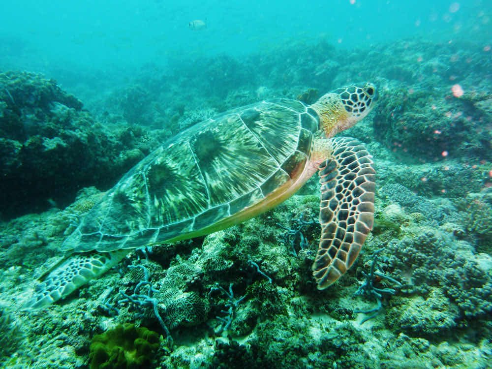Kangaroo Divers photo 7