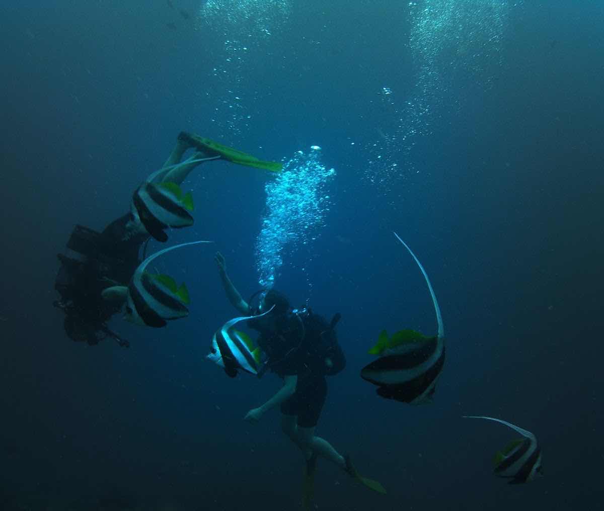 Kangaroo Divers photo 9