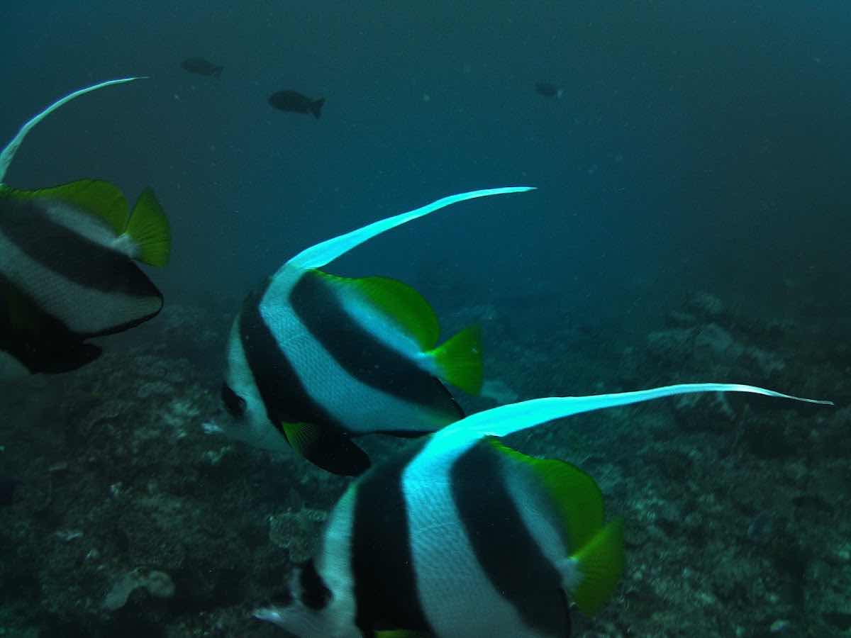 Kangaroo Divers photo 10