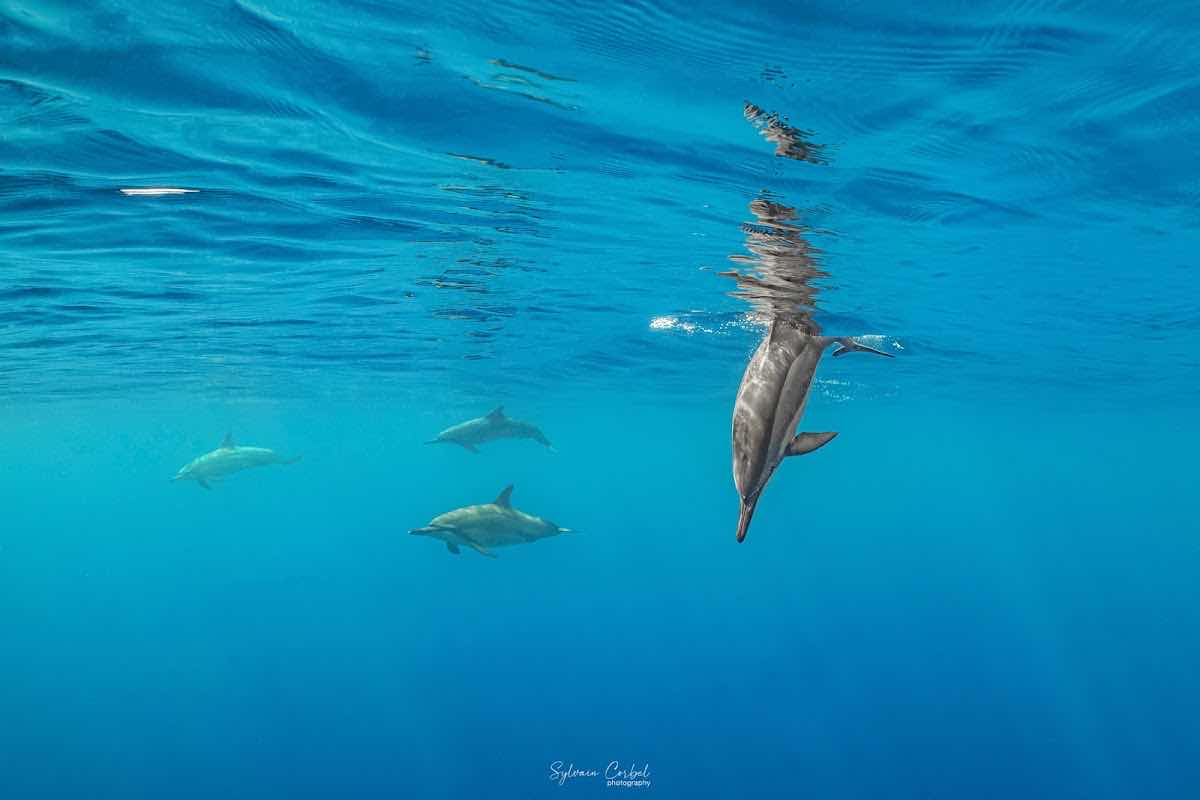 Plongée Submarine St Gilles La Réunion photo 4
