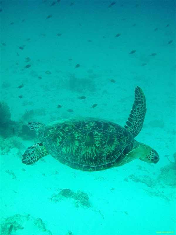 Plongée Submarine St Gilles La Réunion photo 10