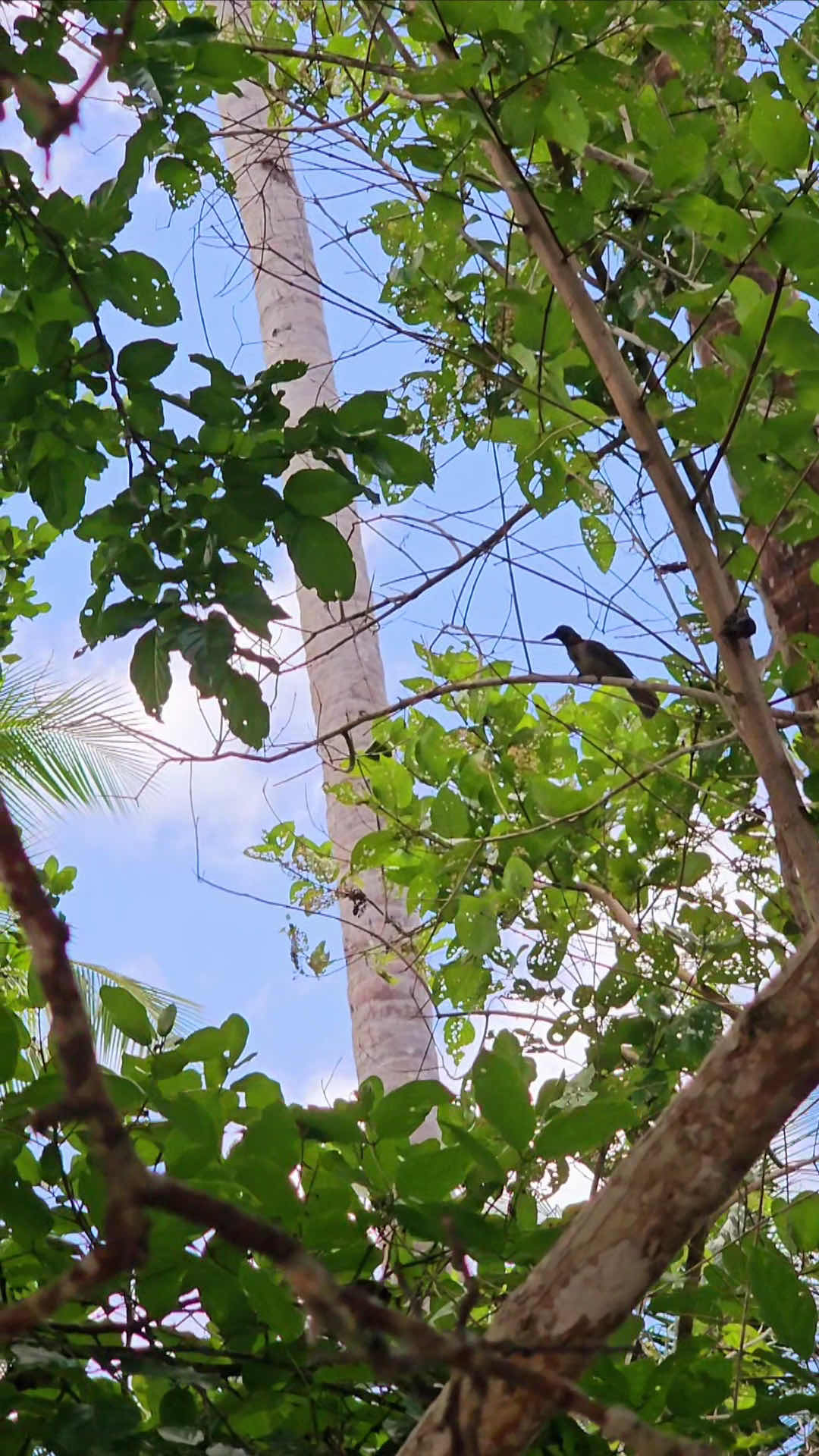 Raflow Resort - Raja Ampat photo 3