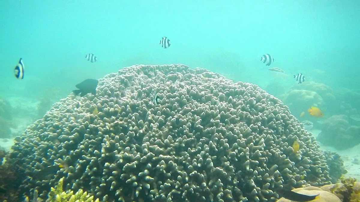 Raflow Resort - Raja Ampat photo 8