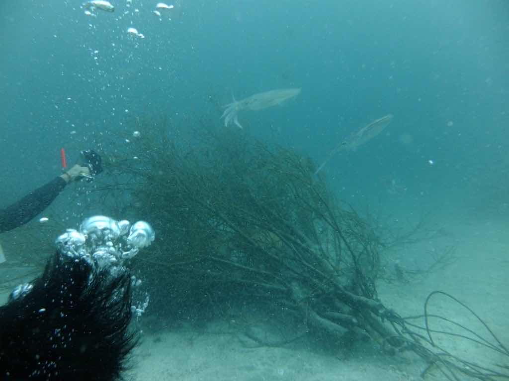 Diving Instructor Center Izu photo 10