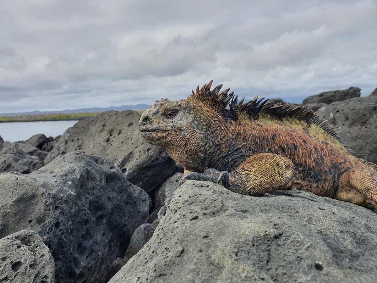 Galápagos Wayra Adventure photo 6