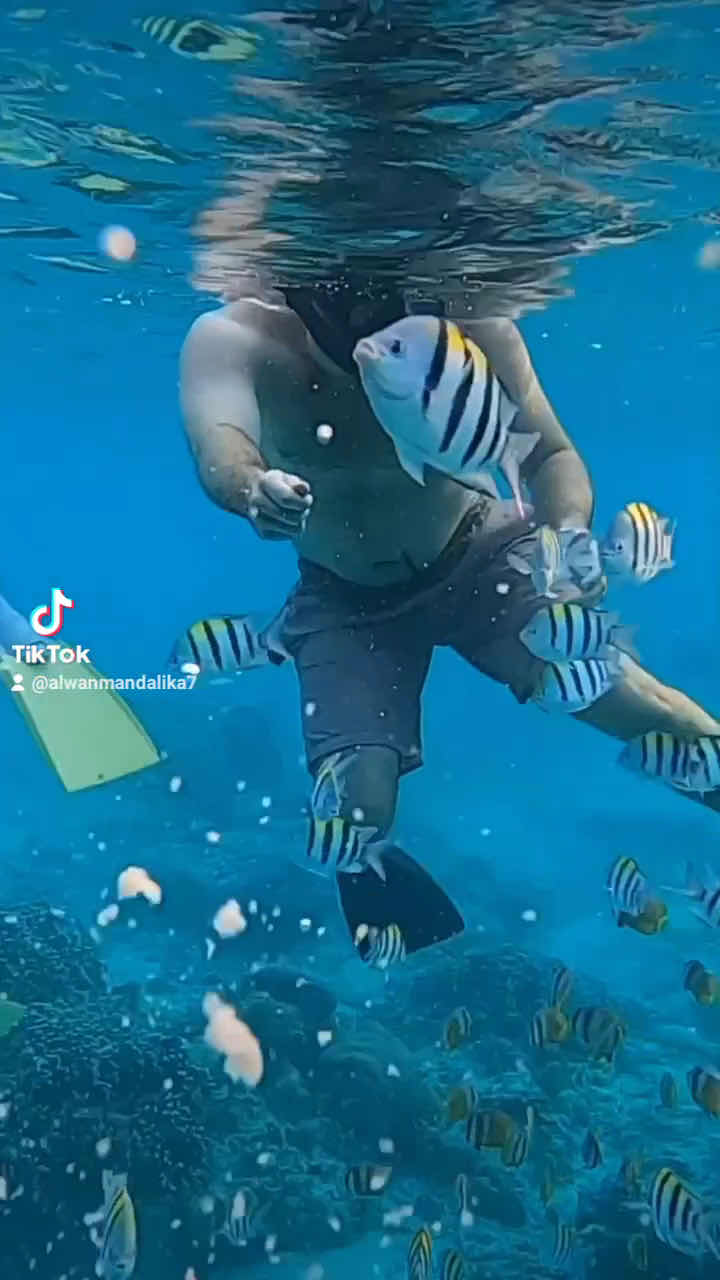 Snorkeling trip and tours photo 2
