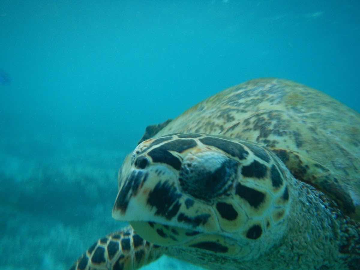 Snorkeling trip and tours photo 4