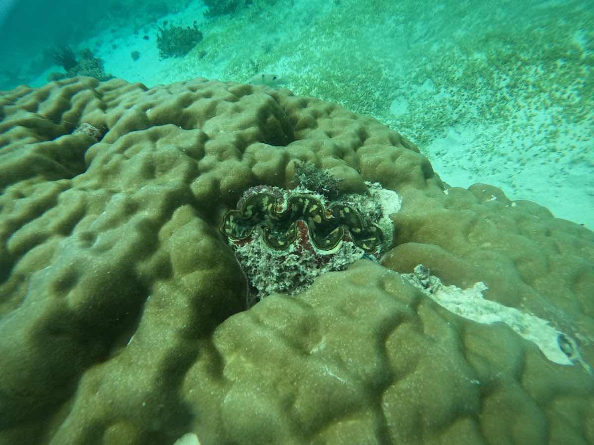 Snorkeling trip and tours photo 9