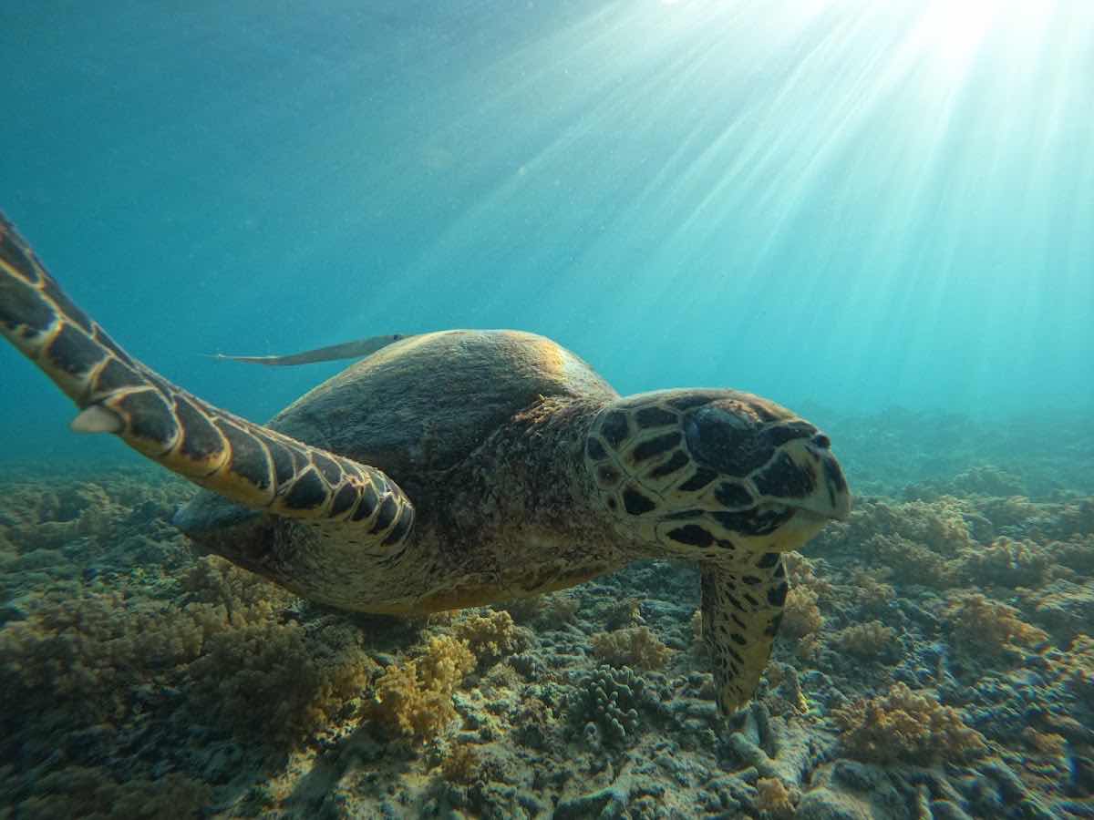 Snorkeling trip and tours photo 10