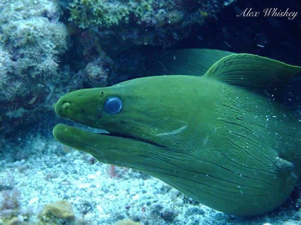 Just Keep Dive'n • Tobago Scuba Diving photo 2