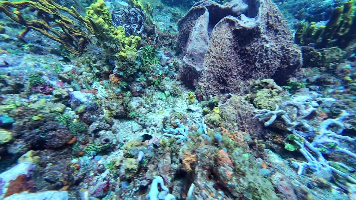 Just Keep Dive'n • Tobago Scuba Diving photo 3