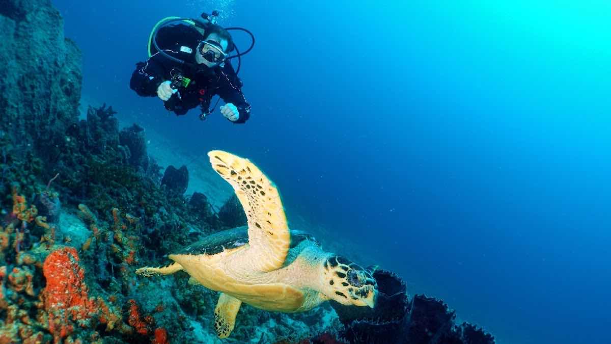 Tobago Dive Experience photo 6