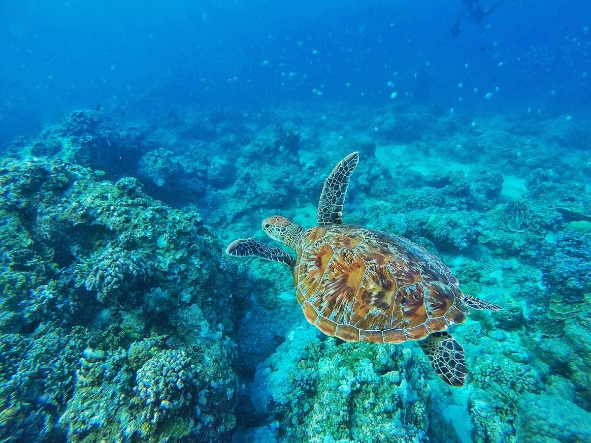 Halik Reef, Diving Spot photo 1