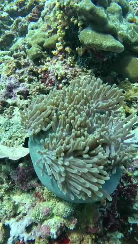 Halik Reef, Diving Spot photo 2