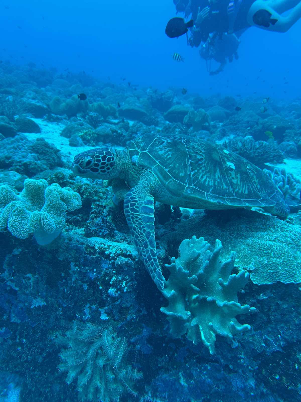 Halik Reef, Diving Spot photo 5