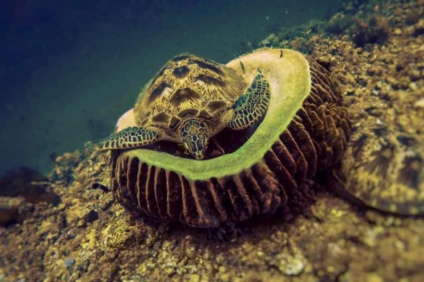 Halik Reef, Diving Spot photo 7