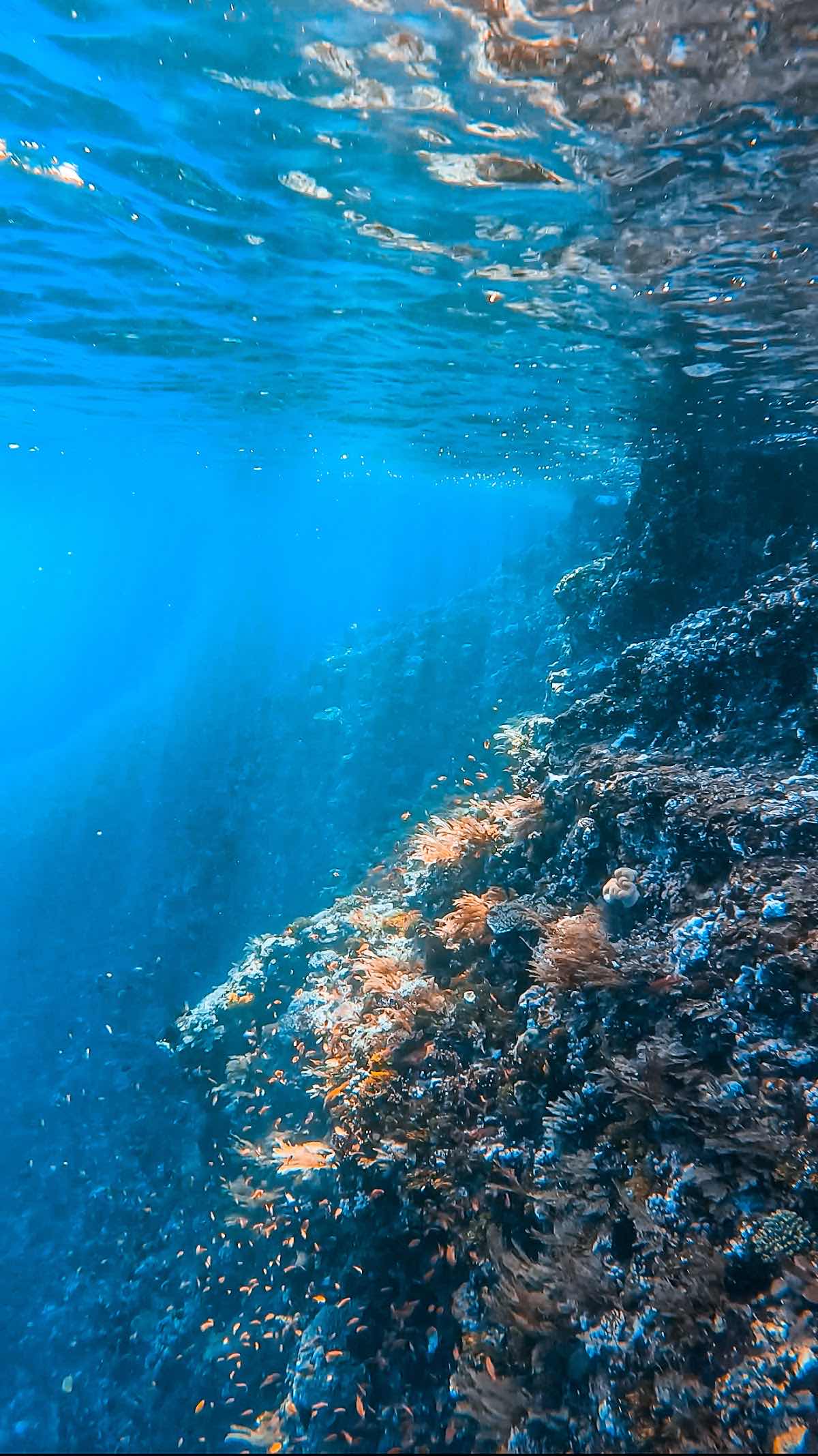 ALOR DIVING - La P'tite Kepa photo 2