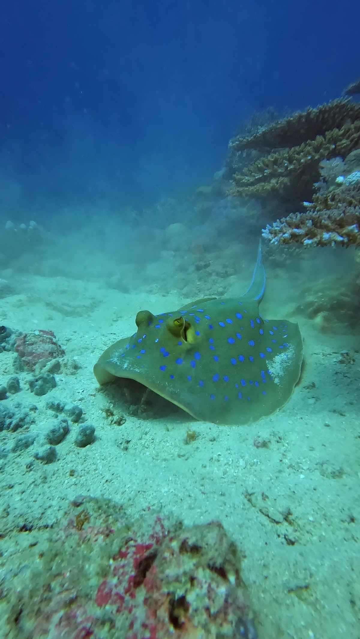 Our Ocean Diving photo 2