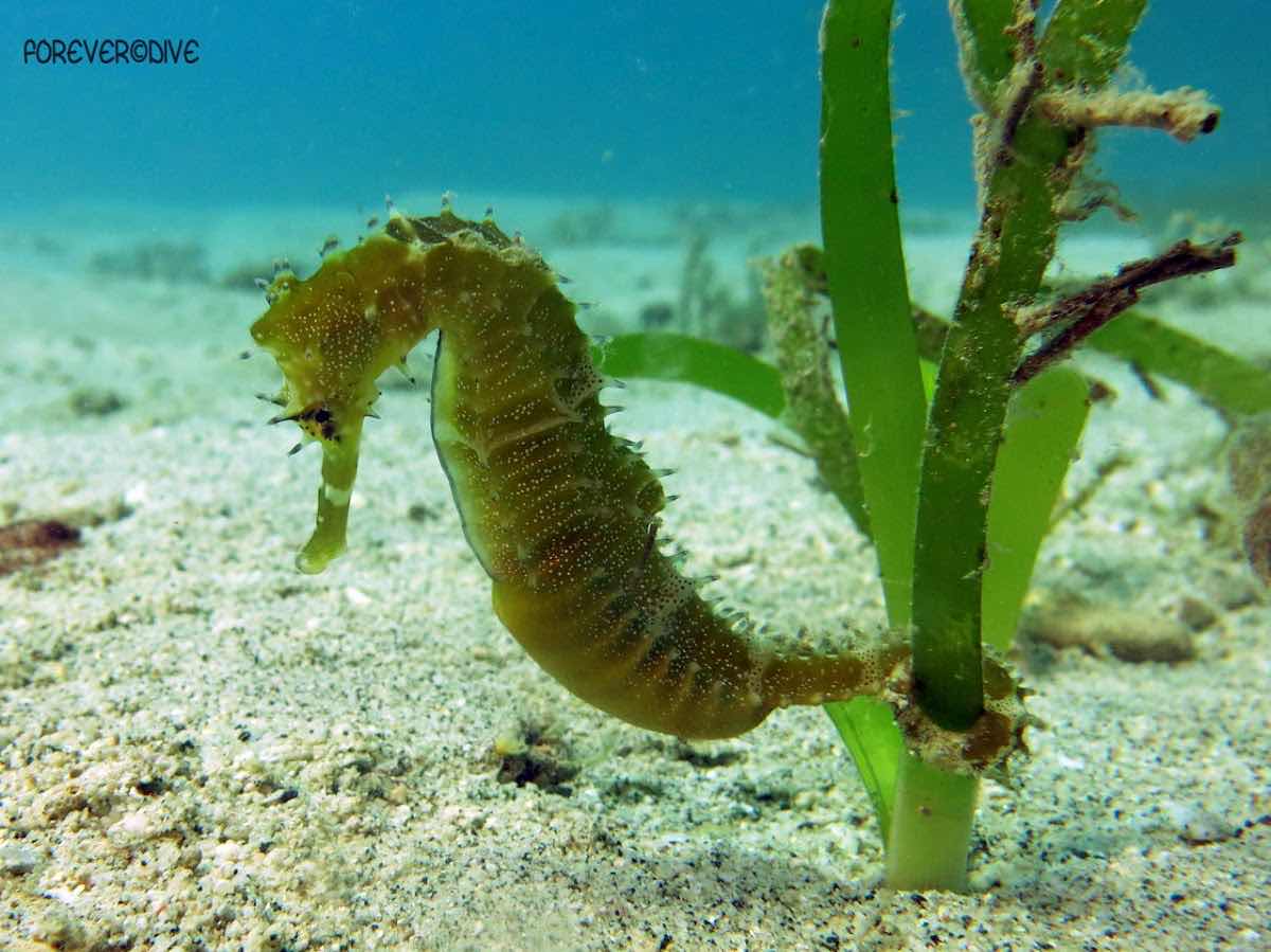 Our Ocean Diving photo 7