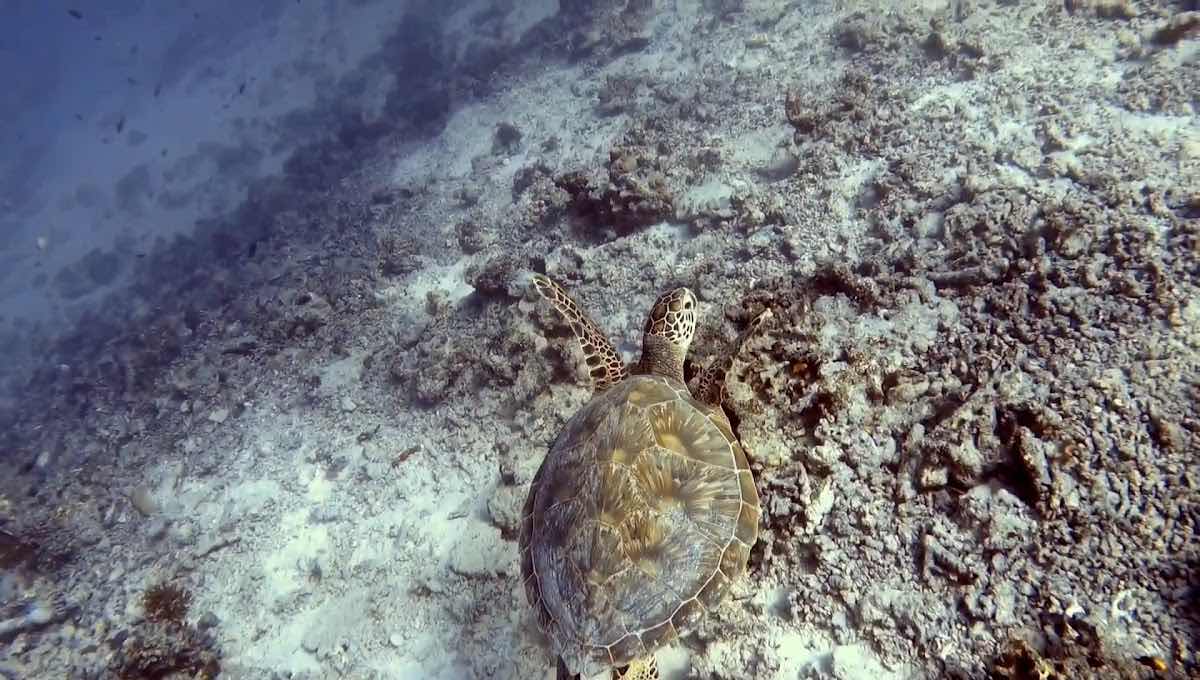 Tokoriki Diving photo 3