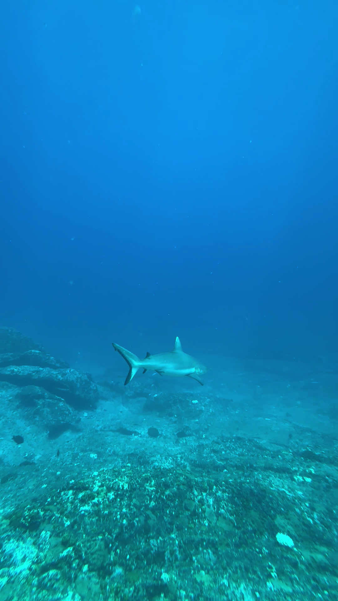 Atoll Divers photo 3