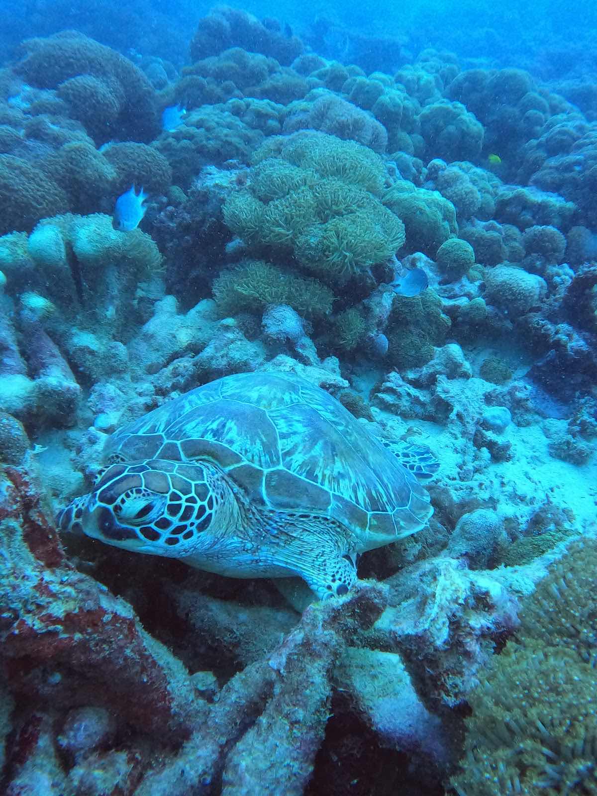 Atoll Divers photo 7