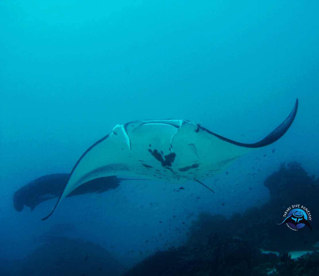 Tabari Dive Lodge photo 10