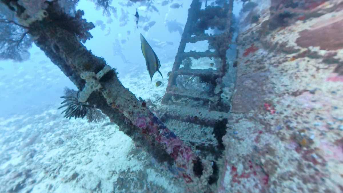 Bounty Wreck, Diving Spot photo 9