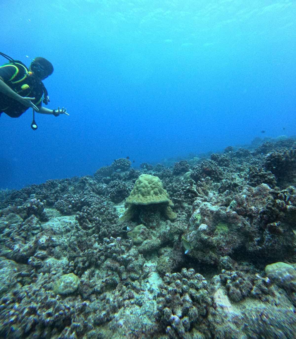 HiRO DiVE BORA BORA photo 6