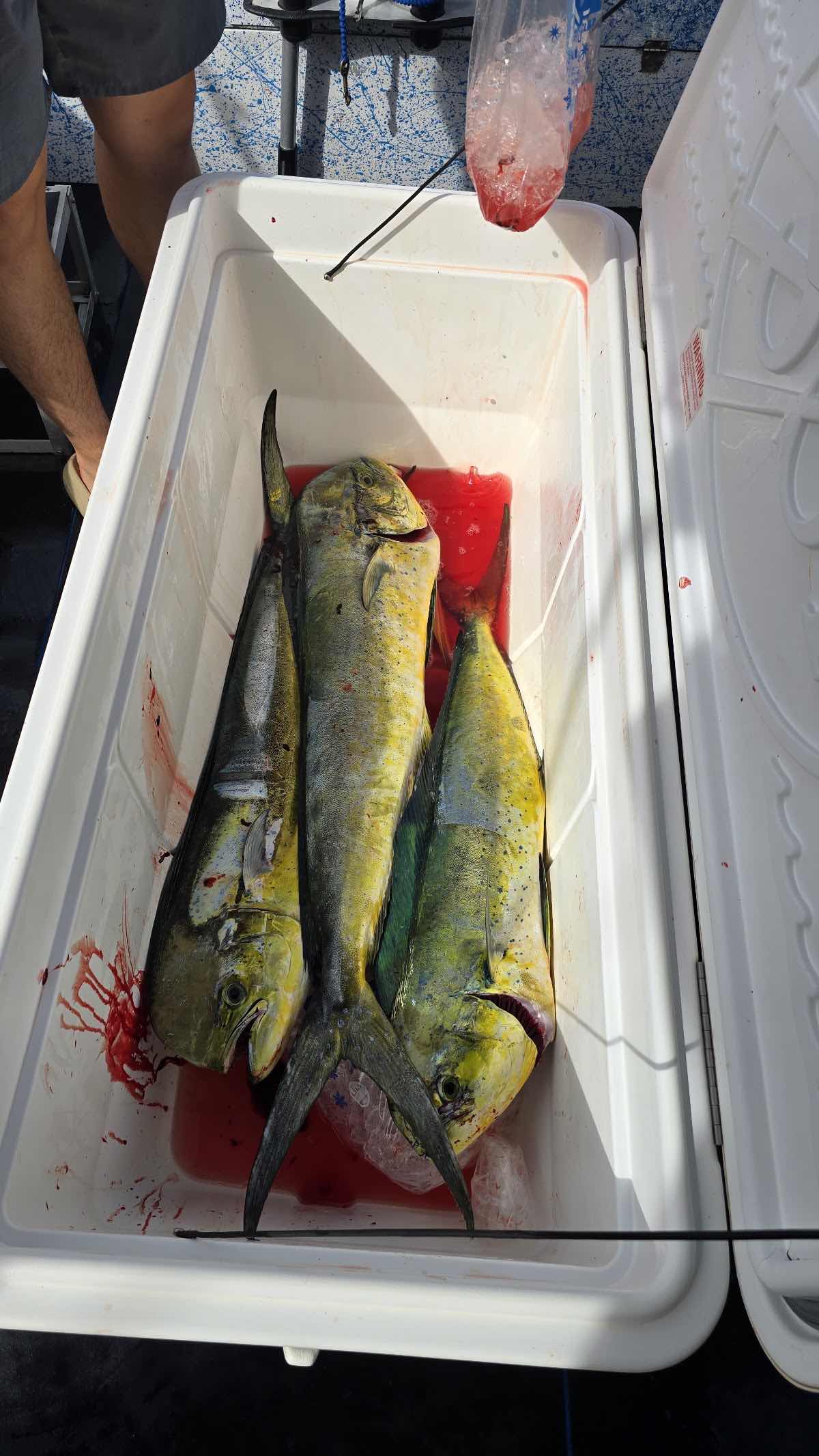 Guam Fishing Expeditions photo 9