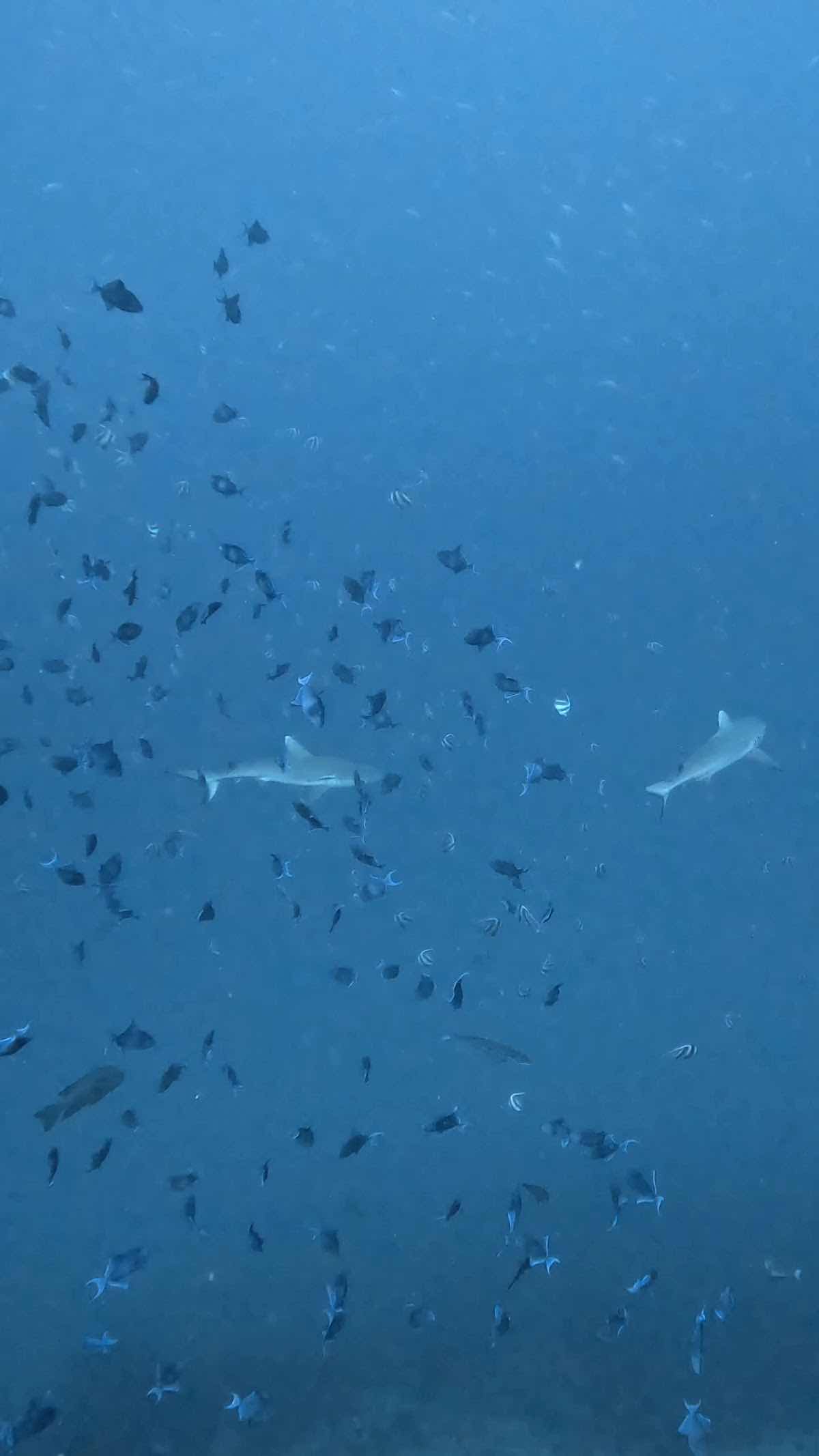 Euro-Divers Niva Dhigali Maldives | Dive & Water Sports Centre photo 4