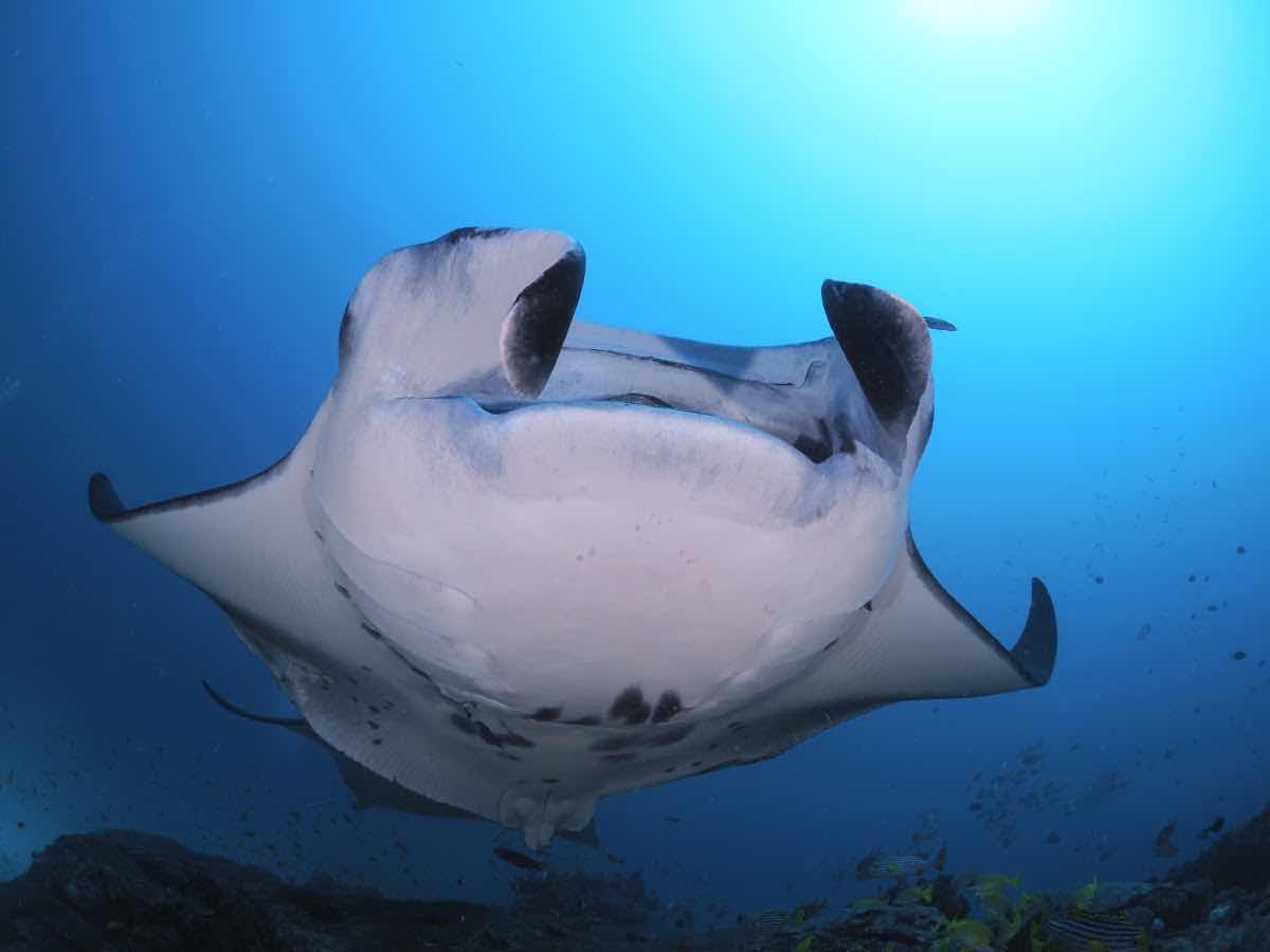 Euro-Divers Niva Dhigali Maldives | Dive & Water Sports Centre photo 5