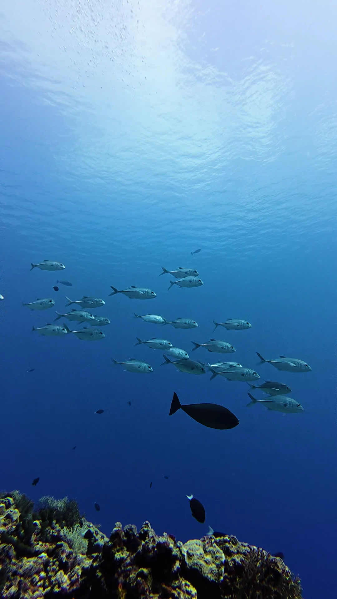 Euro-Divers Niva Dhigali Maldives | Dive & Water Sports Centre photo 6