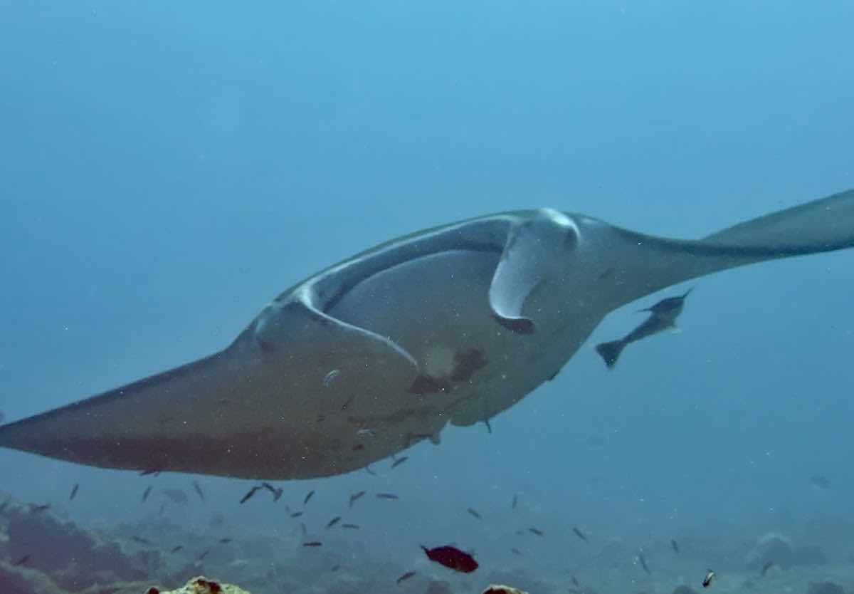 Euro-Divers Niva Dhigali Maldives | Dive & Water Sports Centre photo 10