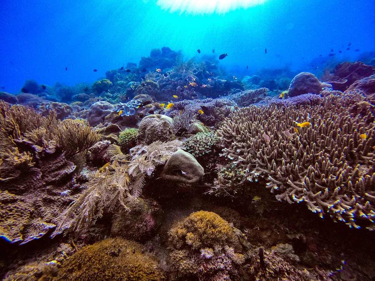 Alor Nusa Dive photo 4