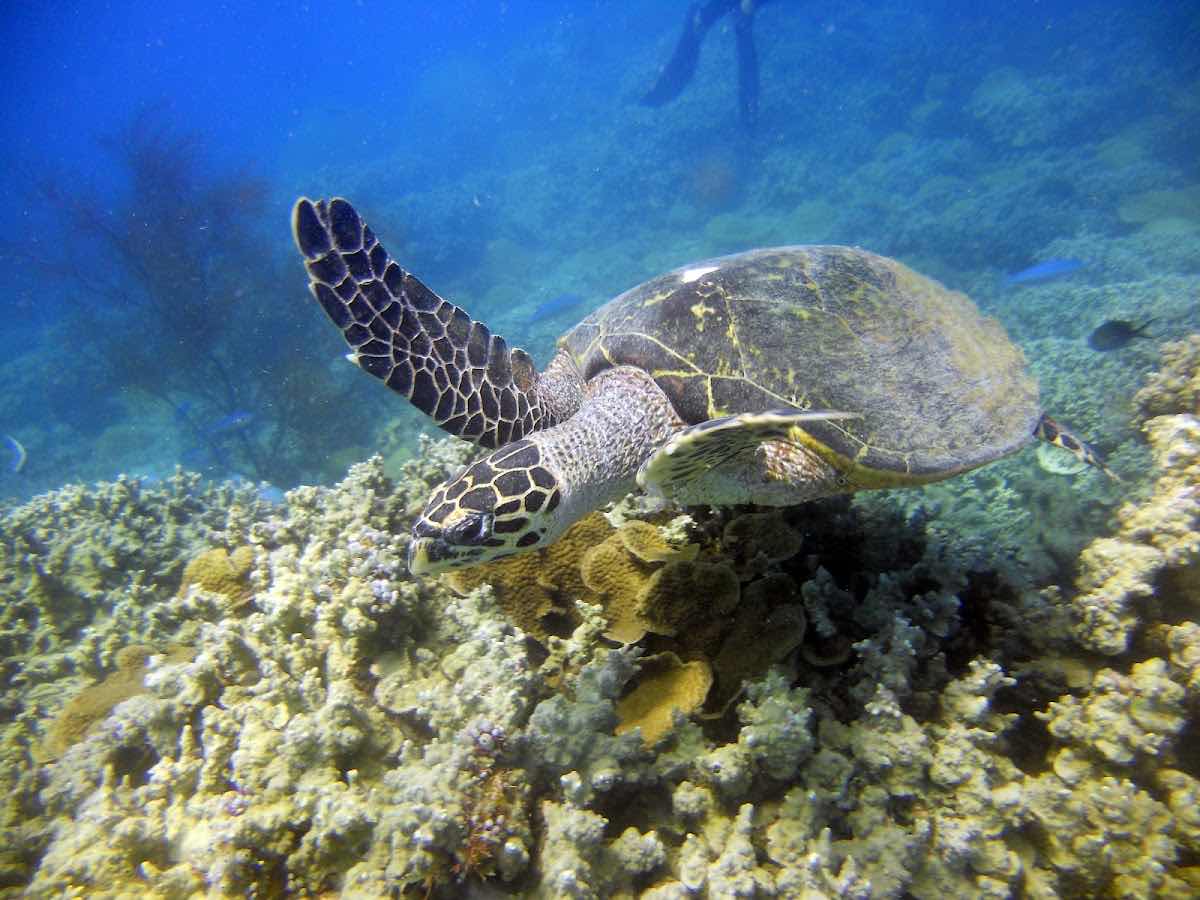 Mada-scuba photo 4