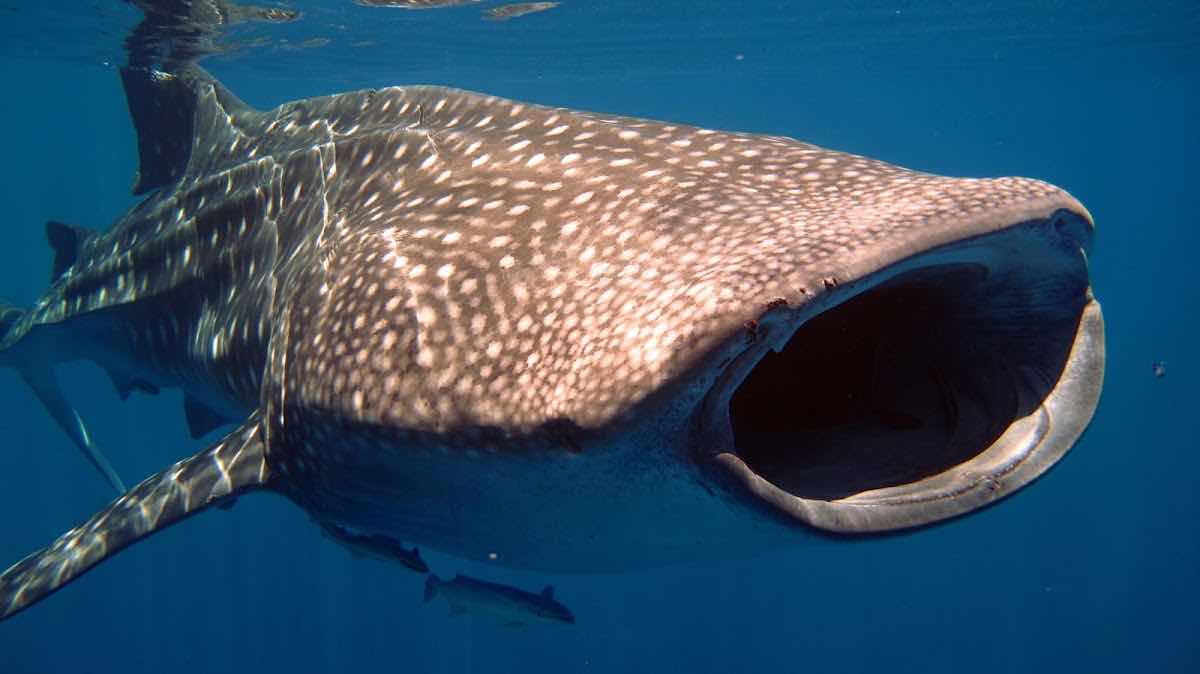 Mada-scuba photo 6