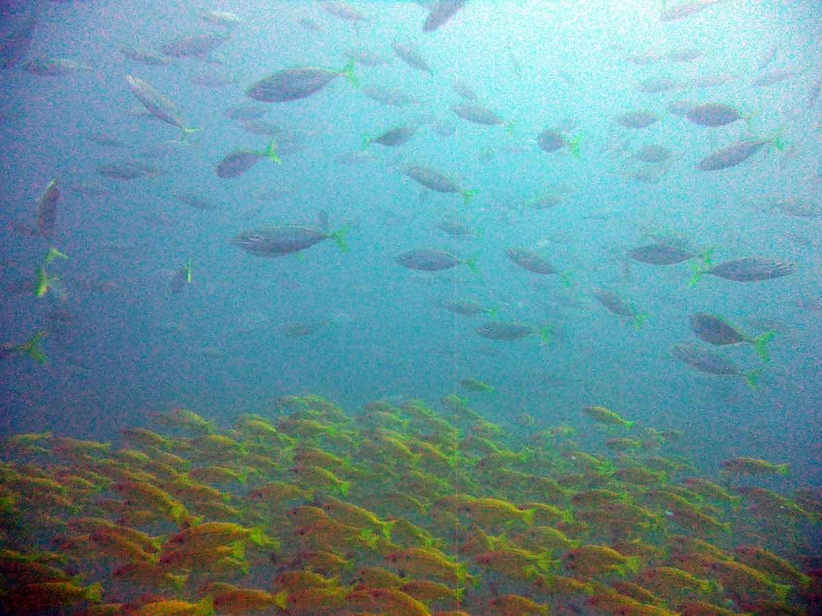 Mada-scuba photo 10