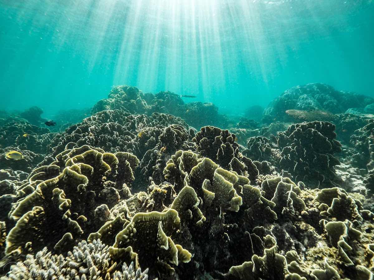 Ningaloo Dive Exmouth photo 1