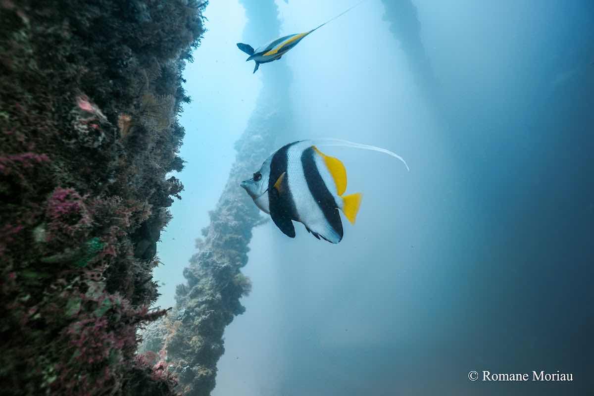Ningaloo Dive Exmouth photo 8