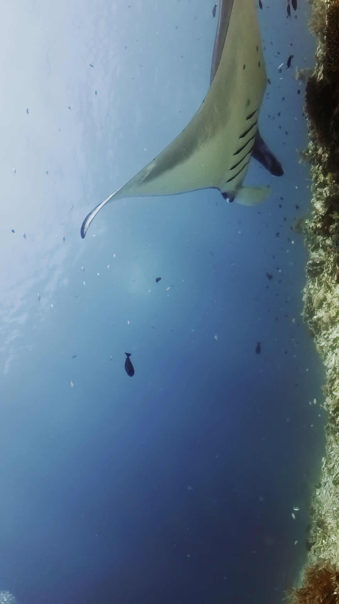 Hello Dive Komodo photo 3