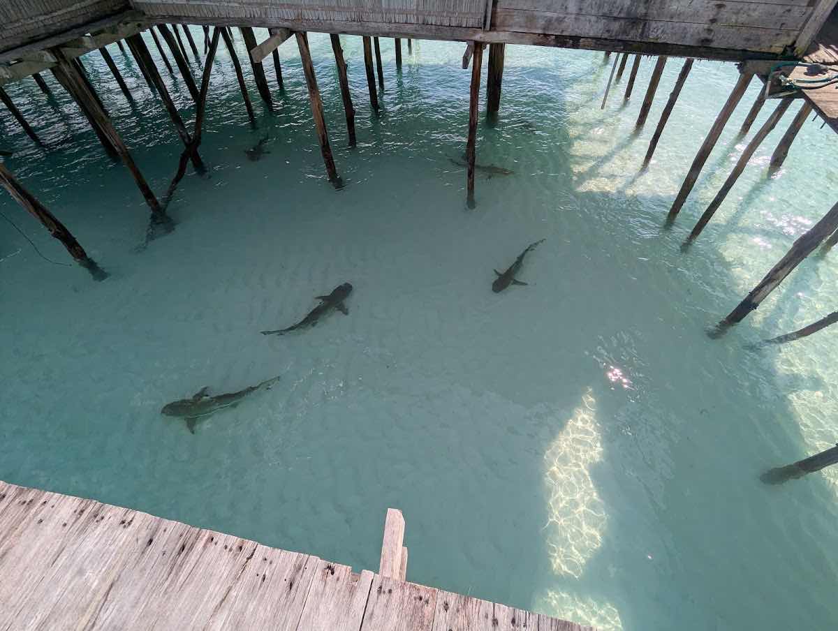 Wai Resort - Raja Ampat photo 10